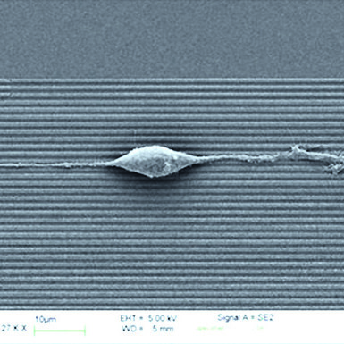 SEM picture of precise neurite guidance by nanogratings
