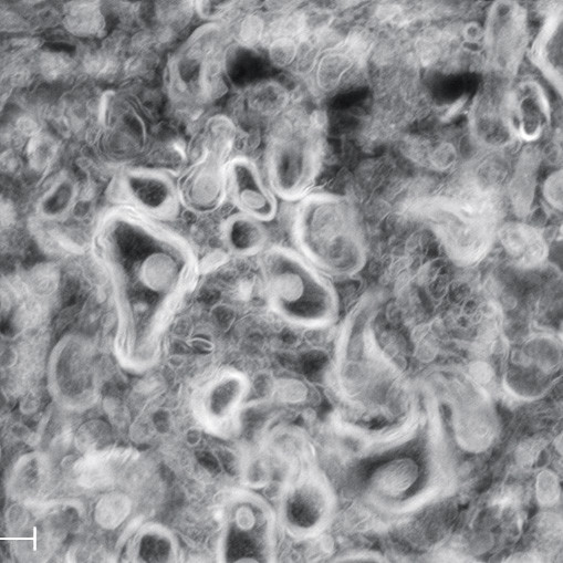 SEM image of an area of the mouse spinal cord resin-section