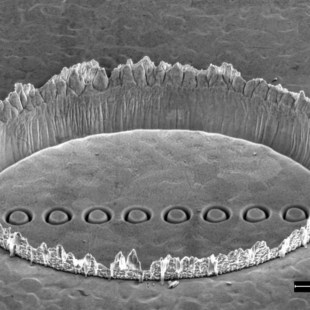 SEM image showing a ring of Plasmonics