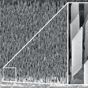 SEM image showing High-Mobility Free-Standing InSb Nanoflags Grown on InP Nanowire Stems for Quantum Devices