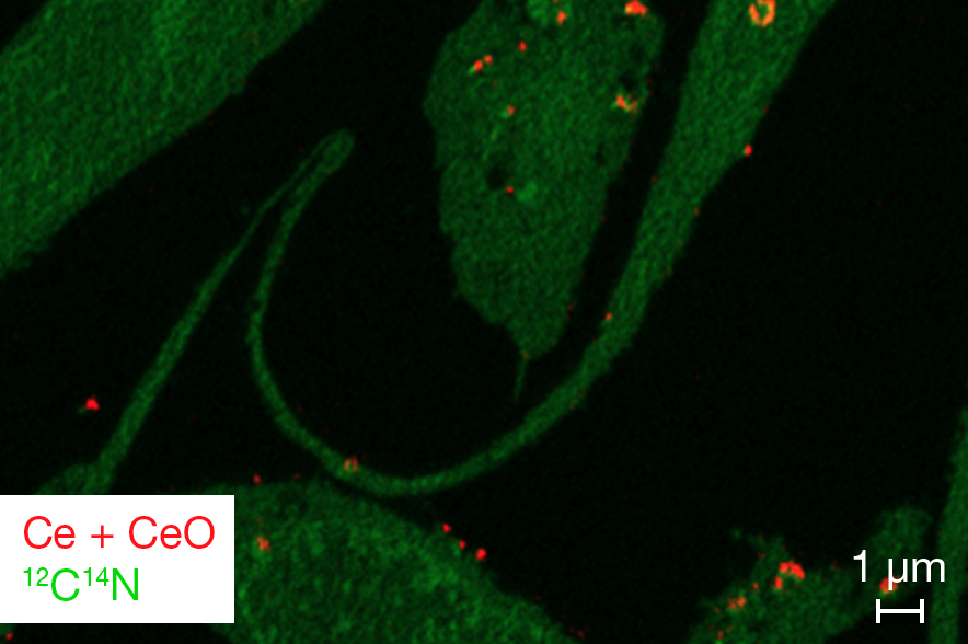 Ion image of cerium-exposed cells
